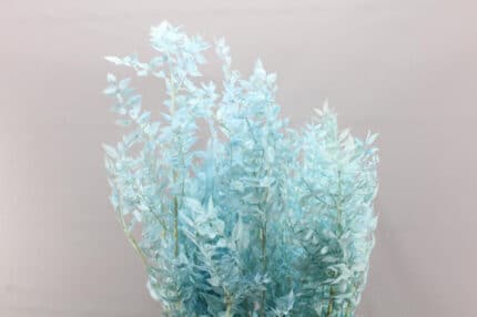 Italian Ruscus Lt Blue holl