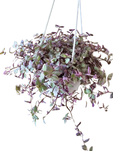 6" Tradescantia Pink Panther