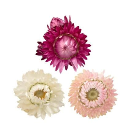 StrawFlower Candy Miaflora