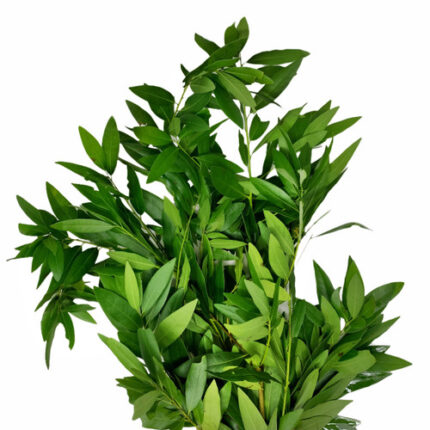Bay Leaf groot