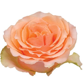 Rose Versilia 50cm rio