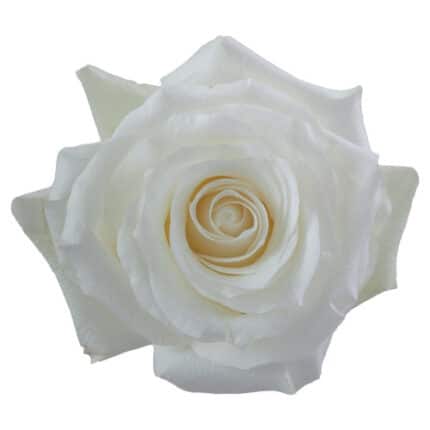 Rose Proud 50cm naranjo -