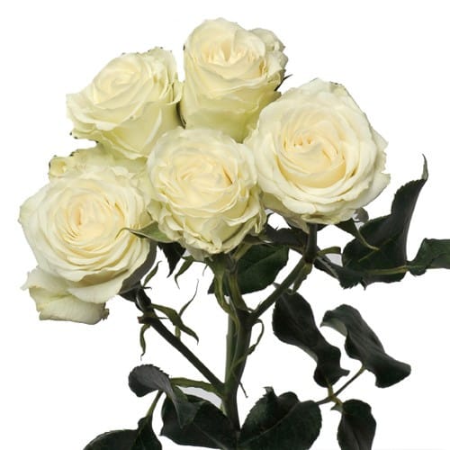 286ae4c5-85e4-43e3-9e5a-92c829e97a41.jpg RoseSpray White triology - Image 1