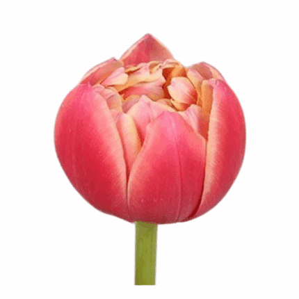 Tulip Columbus canada