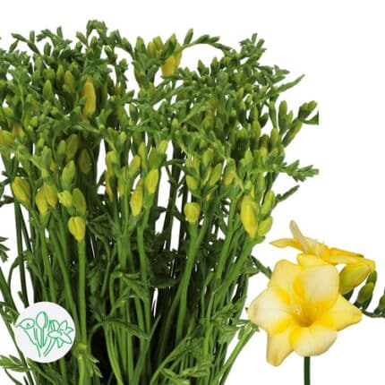 Freesia Maya holl