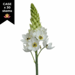 Star Of Bethlehem (x 30 stems) holl