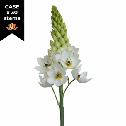 Star Of Bethlehem (x 30 stems) holl