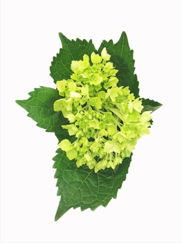 Hydrangea Mini Green sole