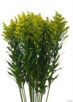 Solidago MardiGras esmeralda
