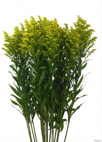 Solidago MardiGras esmeralda