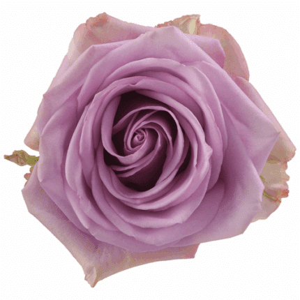 Rose CoolWater(25st) 60cm rp