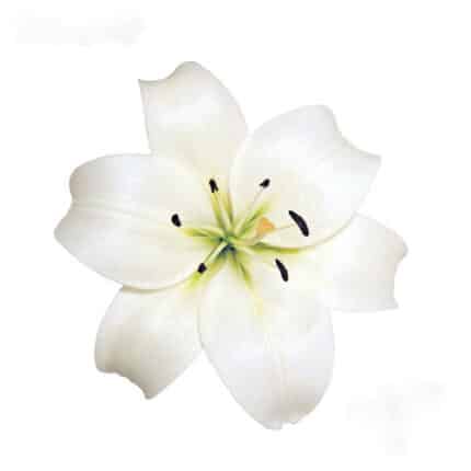 Lily La Richmond sande(white)