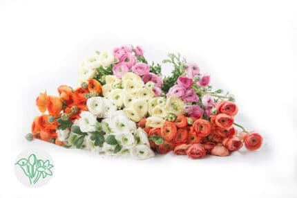 Ranunculus Cloni Asst(15case)h