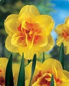 Daffodil Tahiti by