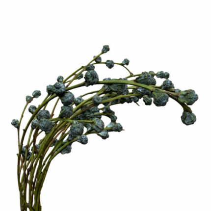 Eucalyptus Silver Pods mellano