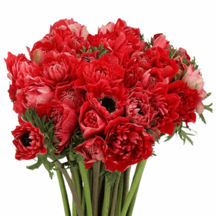 Anemone Red/White Fullstar ant
