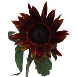 Suns dark brown v.d.