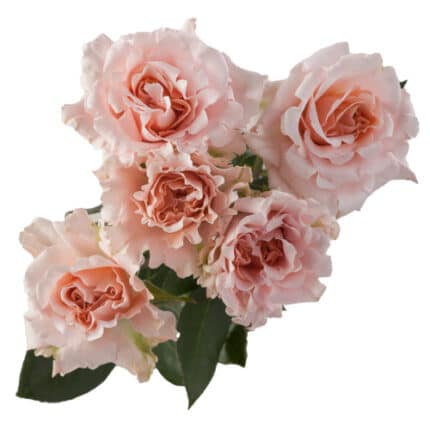 Rose Spray Be Loving Rosaprima