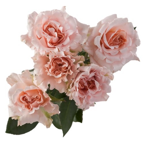 28e28ce7-0071-4bde-9720-7c88ded0aebf.jpg Rose Spray Be Loving Rosaprima - Image 1