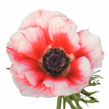 Anemone Peppermint batten