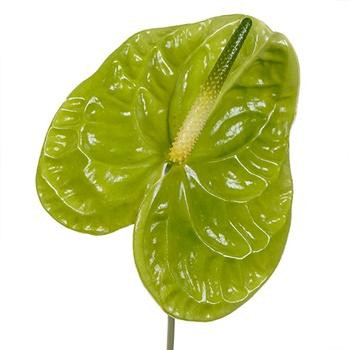 Anthurium Pale Green (5-Stem)can