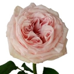 RoseGarden PinkOhara(12stm) rp