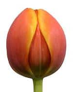 TULIPS org parrot s.v.