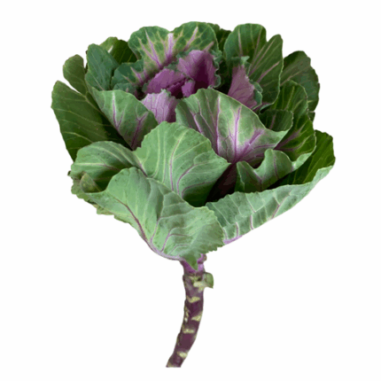 Kale Purple continental (STEM)