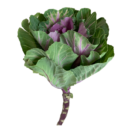 2904902c-9a71-412c-b454-db473c5de66c.png Kale Purple continental (STEM) - Image 1