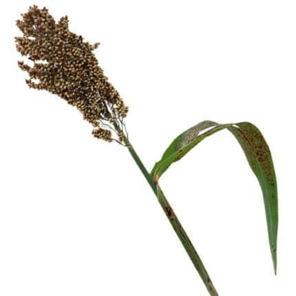 Sorghum Green Camflor