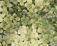Hydrangea Sage rfi(st)