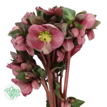 Helleborus Pippas Purple holl