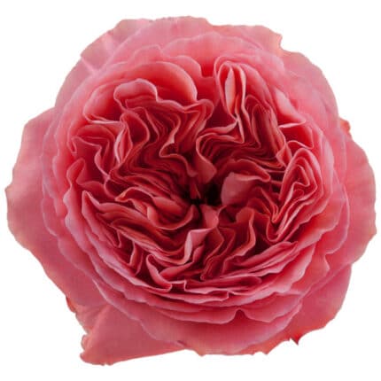 Rose Candy Xpression 60cm myst
