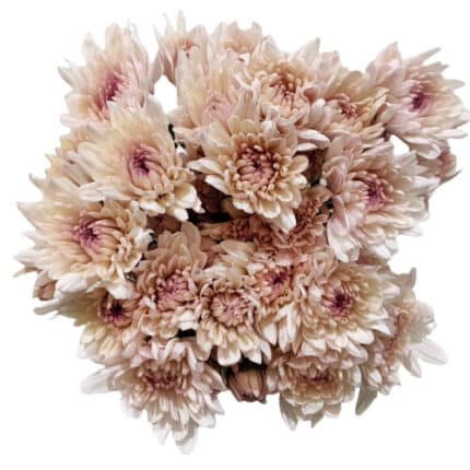 Pom Cushion Linette sole