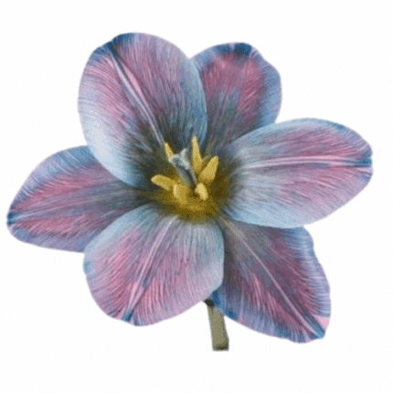 Tulip Gypsy Blue holl