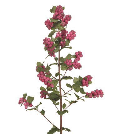 Snowberry Hot Pk 60/70 chilfre