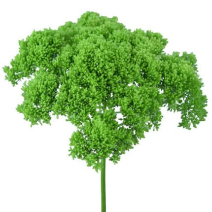 Trachellium Green supx esmer