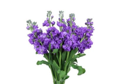 Stock Purple holex