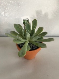3.5" CACTUS/ SUCCULENT IN CLAY