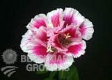 GODETIA esmer ht pk  xtra