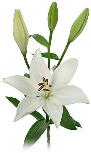 Lily La White sande