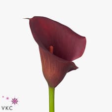 Calla Red Sunrise holl