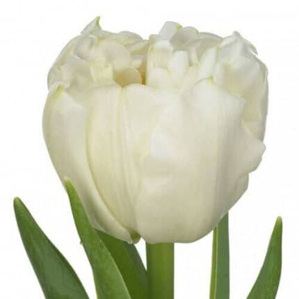 Tulip Double Password holl xtra