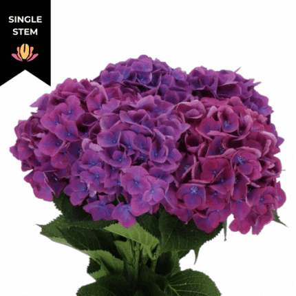 Hydrangea Royal Opera holl(STE