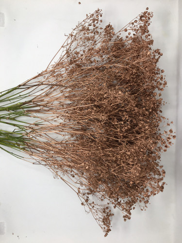 Baby'sBreath Painted Copper ho