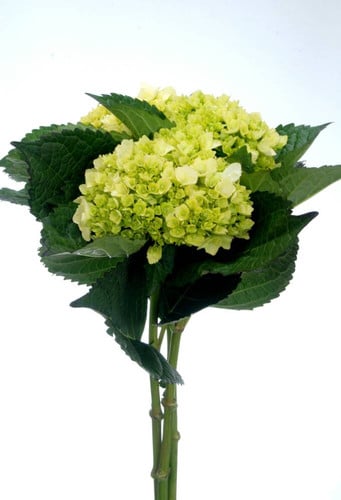 Hydrangea MiniGreen sshine(STE