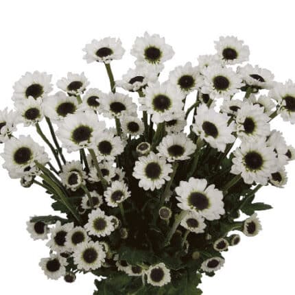 Pom Daisy YingYang LAV SOLE