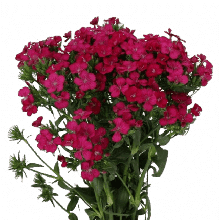Dianthus Gypsy Hot Pk mellano