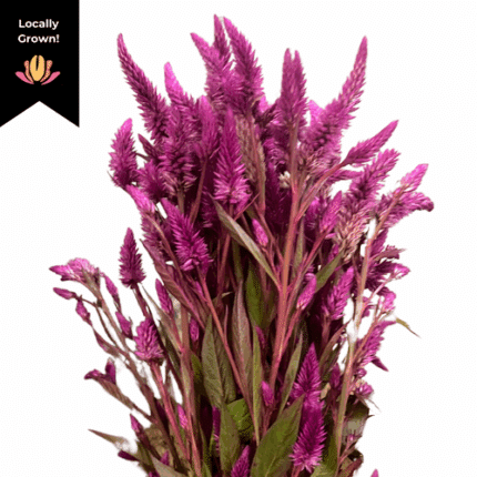 Celosia Amazon cramer