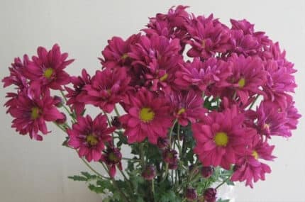 Pom Daisy Show Purple gdns